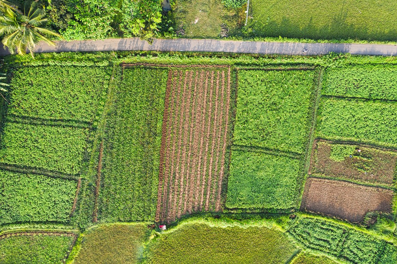 Picturesque drone view of narrow road going through well groomed green agricultural fields on sunny day in tropical countryside